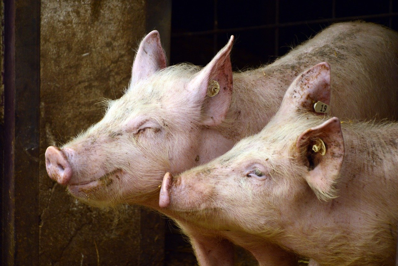 Subvenții directe pentru crescătorii de porci din România afectați de scumpiri la combustibil și îngrășăminte / Comisia Europeană aprobă o schemă în valoare de 11 milioane de euro