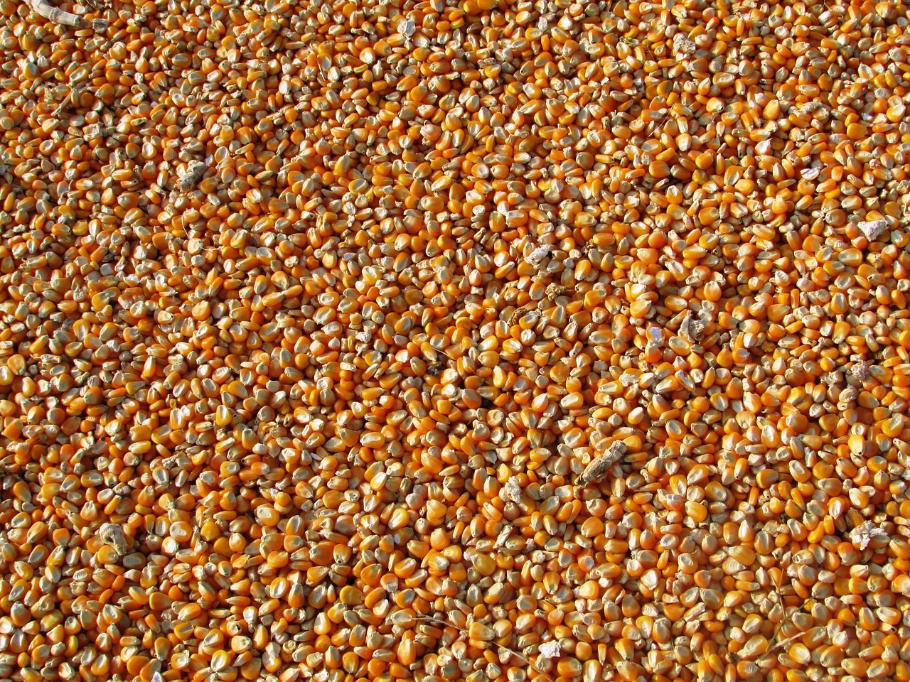 Argentina exportă cantităţi record de porumb pe fondul războiului din Ucraina şi secetei din Europa