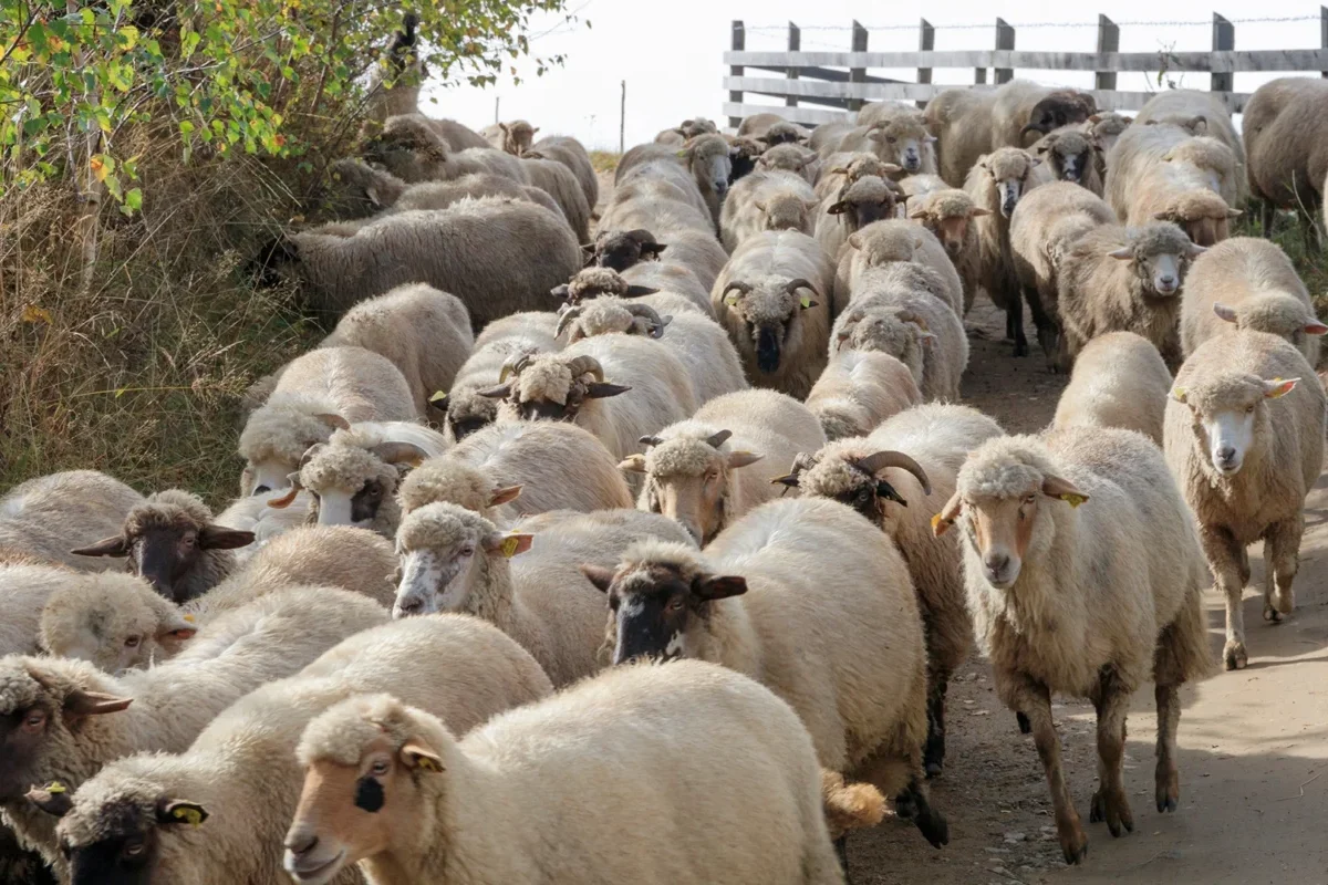 Ministerul Agriculturii continuă demersurile diplomatice pentru reluarea exporturilor de ovine şi caprine, transmite Tanczos Barna